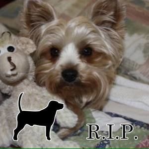 Meet your Posher, Terri